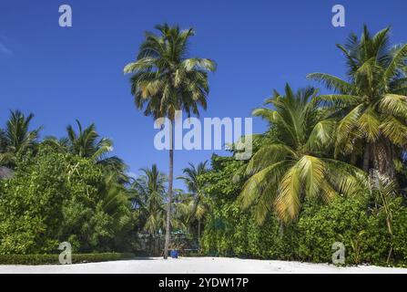 Tropischer Strand mit Palmen auf der Insel, Malediven, Asien Stockfoto