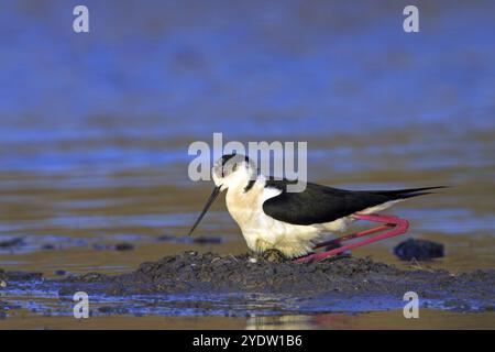 Schwarzflügelstelze (Himantopus himantopus), Familie avocet, Biotope, Habitat, Futtersuche, Kalloni Salinen, Lesbos, Griechenland, Europa Stockfoto