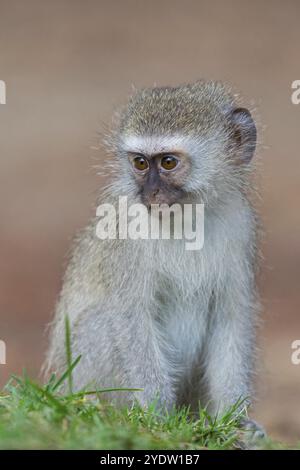 Vervet Affe, (Chloroebus pygerythrus), Vervet Affe, Affen, Primaten, Primaten, Familie von Eisaffen, mmerkatzen, iSimangaliso Wetland Stockfoto