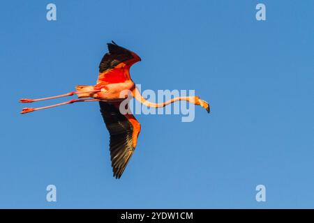 Großer Flamingo (Phoenicopterus ruber) im Flug über die Salzwasserlagune auf den Galapagos-Inseln, UNESCO-Weltkulturerbe, Ecuador, Südamerika Stockfoto