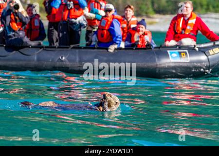 Gäste der Lindblad Expeditions bringen National Geographic Sea Bird während des Zodiac-Betriebs in der Nähe eines Seeotters im Südosten Alaskas Stockfoto