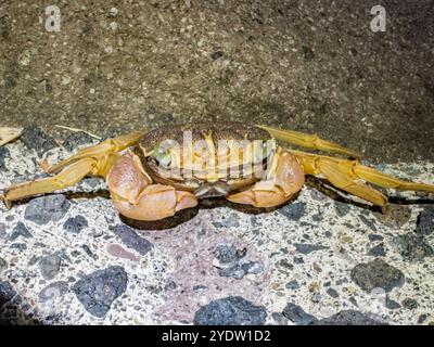 Kleine Krabbe (Geograpsus grayi), nachts auf dem Gelände des Volivoli Resorts auf Viti Levu, Fidschi, Südpazifik, Pazifik Stockfoto