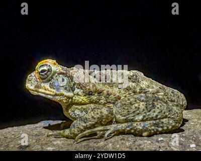 Eine eingeführte Erwachsene Rohrkröte (Rhinella Marina), nachts auf dem Gelände des Volivoli Resorts auf Viti Levu, Fidschi, Südpazifik, Pazifik Stockfoto