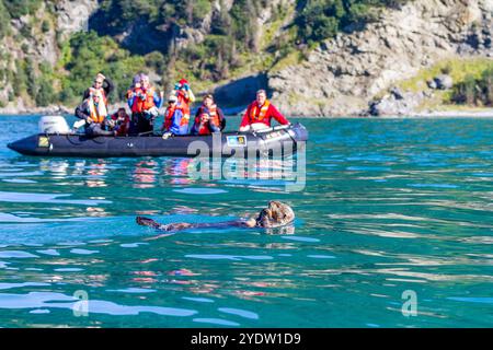 Gäste der Lindblad Expeditions bringen National Geographic Sea Bird während des Zodiac-Betriebs in der Nähe eines Seeotters im Südosten Alaskas Stockfoto