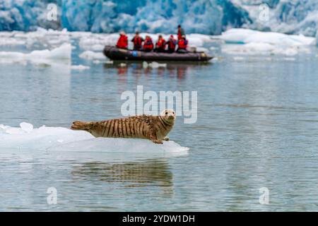 Zodiac mit Lindblad-Gästen in der Nähe von Seehunde (Phoca vitulina), die auf Eis aus dem South Sawyer-Gletscher, Alaska, gezogen wurden Stockfoto