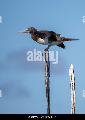 Erwachsener brauner Booby (Sula leucogaster), an der nordöstlichen Küste von Viti Levu, Fidschi, Südpazifik, Pazifik Stockfoto