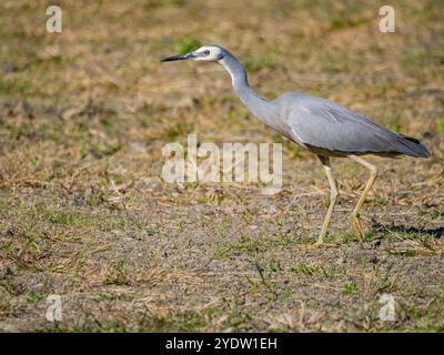 Weißgesichter Reiher (Egretta novaehollandiae) auf der Suche nach Insekten auf dem Gelände des Volivoli Resorts in Viti Levu, Fidschi, Südpazifik, Pazifik Stockfoto