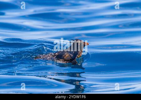 Nördlicher Steinhopper-Pinguin (Eudyptes moseleyi), bedeckt mit Öl aus dem Wrack der MS Oliva, Nightingale Island, Tristan da Cunha Group Stockfoto