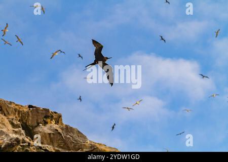 Ein Blick auf die Boatswain Bird Island direkt vor Ascension Island im südlichen tropischen Atlantik, Südatlantik Stockfoto