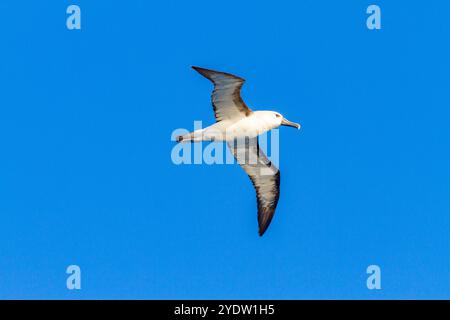 Adulte Gelbnasen-Albatrosse (Thalassarche chlorohynchos) im Flug in der Nähe der Tristan da Cunha-Gruppe im Südatlantik Stockfoto