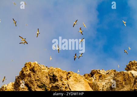 Ein Blick auf die Boatswain Bird Island direkt vor Ascension Island im südlichen tropischen Atlantik, Südatlantik Stockfoto