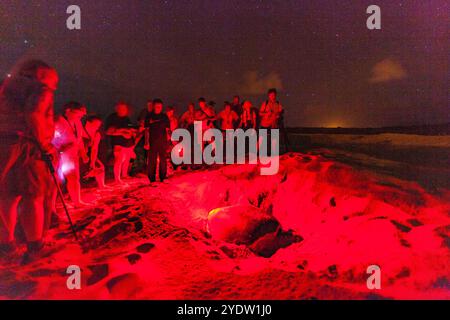 Touristen an der Green Sea Turtle (Chelonia mydas) Nistplatz bei Nacht auf Long Beach auf Ascension Island, tropischer Atlantik, Südatlantik Stockfoto