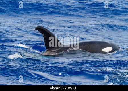 Eine kleine Horde Killerwale (Orcinus Orca) vor der Insel Ascension im tropischen Atlantik, Südatlantik Stockfoto