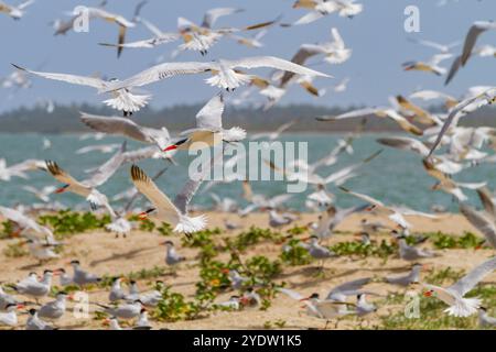 Kaspische Zerns (Hydroprogne caspia) in der Zuchtkolonie auf der Ile des Oiseaux im Parc National du Delta du Saloum, UNESCO, Senegal, Westafrika, Afrika Stockfoto