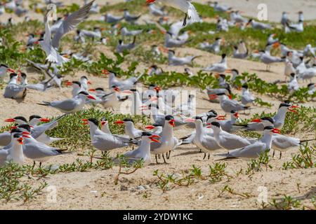 Kaspische Zerns (Hydroprogne caspia) in der Zuchtkolonie auf der Ile des Oiseaux im Parc National du Delta du Saloum, UNESCO, Senegal, Westafrika, Afrika Stockfoto