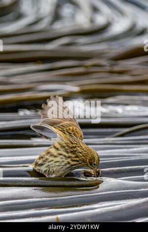 Adulte Südgeorgien-Pipit (Anthus antarcticus), die bei Ebbe auf Prion Island, Bay of Isles, Südgeorgien, Polarregionen füttern Stockfoto