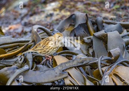 Adulte Südgeorgien-Pipit (Anthus antarcticus), die bei Ebbe auf Prion Island, Bay of Isles, Südgeorgien, Polarregionen füttern Stockfoto