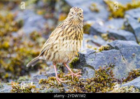 Adulte Südgeorgien-Pipit (Anthus antarcticus), die bei Ebbe auf Prion Island, Bay of Isles, Südgeorgien, Polarregionen füttern Stockfoto