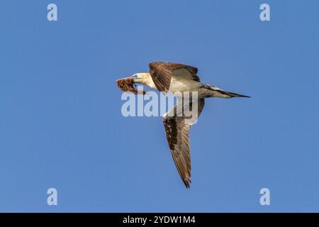 Junge Nördliche Tölpel (Morus bassanus) im Flug nahe der Ile des Oiseaux im Parc National du Delta du Saloum, UNESCO, Senegal, Westafrika, Afrika Stockfoto