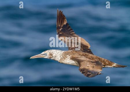 Junge Nördliche Tölpel (Morus bassanus) im Flug nahe der Ile des Oiseaux im Parc National du Delta du Saloum, UNESCO, Senegal, Westafrika, Afrika Stockfoto