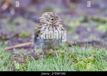 Adulte Südgeorgien-Pipit (Anthus antarcticus), die bei Ebbe auf Prion Island, Bay of Isles, Südgeorgien, Polarregionen füttern Stockfoto