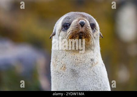 Antarktische Robbenjungtiere (Arctocephalus gazella) auf Prioninsel in der Bucht von Inseln in Südgeorgien, Südpolarregionen Stockfoto