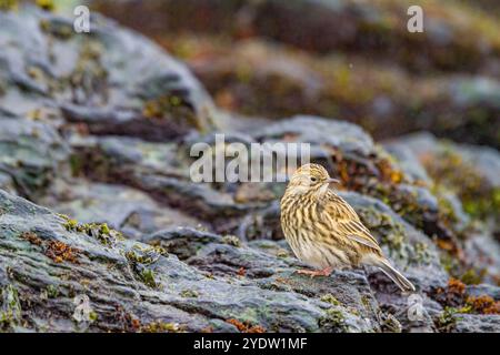 Adulte Südgeorgien-Pipit (Anthus antarcticus), die bei Ebbe auf Prion Island, Bay of Isles, Südgeorgien, Polarregionen füttern Stockfoto