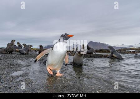 Antarktische Robbenjungtiere (Arctocephalus gazella) auf Prioninsel in der Bucht von Inseln in Südgeorgien, Südpolarregionen Stockfoto