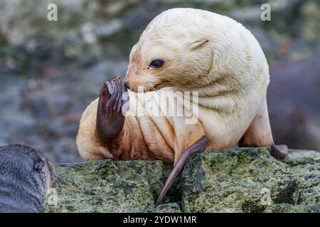 Leuzistik durch Mangel an Melanin oder blonden antarktischen Robbenjungen (Arctocephalus gazella) in Südgeorgien, Südpolarregionen Stockfoto