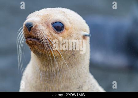 Leuzistik durch Mangel an Melanin oder blonden antarktischen Robbenjungen (Arctocephalus gazella) in Südgeorgien, Südpolarregionen Stockfoto