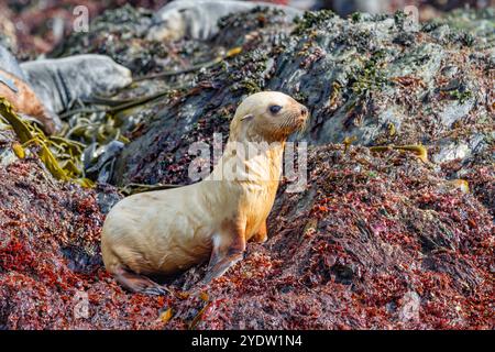 Leuzistik durch Mangel an Melanin oder blonden antarktischen Robbenjungen (Arctocephalus gazella) in Südgeorgien, Südpolarregionen Stockfoto