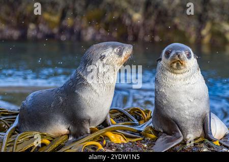 Antarktische Robbenjungen (Arctocephalus gazella) spielen im Seetang auf Prion Island in der Bay of Isles in Südgeorgien, Polarregionen Stockfoto