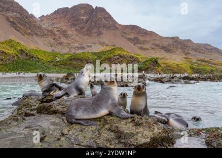 Antarktische Robbenjungen (Arctocephalus gazella) spielen in der Fortuna Bay in Südgeorgien, Südpolarregionen und Südpolarregionen Stockfoto