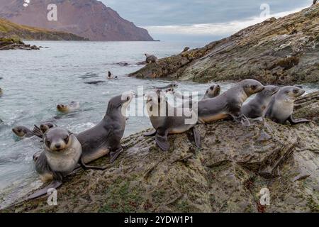 Antarktische Robbenjungen (Arctocephalus gazella) spielen in der Fortuna Bay in Südgeorgien, Südpolarregionen und Südpolarregionen Stockfoto