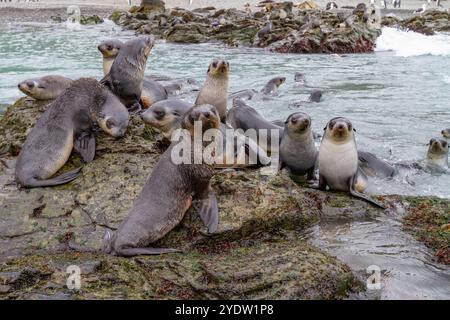 Antarktische Robbenjungen (Arctocephalus gazella) spielen in der Fortuna Bay in Südgeorgien, Südpolarregionen und Südpolarregionen Stockfoto