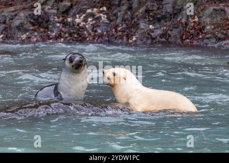 Leuzistik durch Mangel an Melanin oder blonden antarktischen Robbenjungen (Arctocephalus gazella) in Südgeorgien, Polarregionen Stockfoto