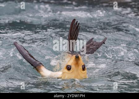 Leuzistik durch Mangel an Melanin oder blonden antarktischen Robbenjungen (Arctocephalus gazella) in Südgeorgien, Polarregionen Stockfoto