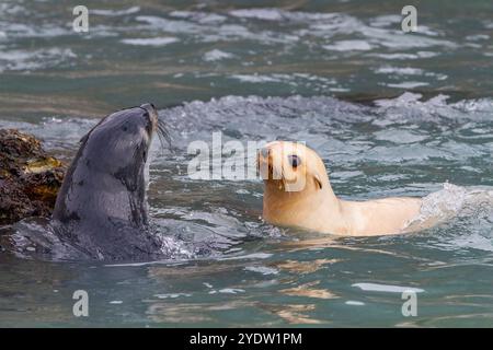 Leuzistik durch Mangel an Melanin oder blonden antarktischen Robbenjungen (Arctocephalus gazella) in Südgeorgien, Polarregionen Stockfoto