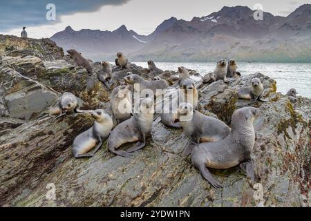 Antarktische Robbenjungen (Arctocephalus gazella) spielen in der Fortuna Bay in Südgeorgien, Südpolarregionen und Südpolarregionen Stockfoto