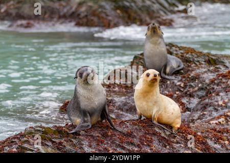 Leuzistik durch Mangel an Melanin oder blonden antarktischen Robbenjungen (Arctocephalus gazella) in Südgeorgien, Polarregionen Stockfoto