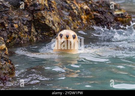 Leuzistik durch Mangel an Melanin oder blonden antarktischen Robbenjungen (Arctocephalus gazella) in Südgeorgien, Polarregionen Stockfoto