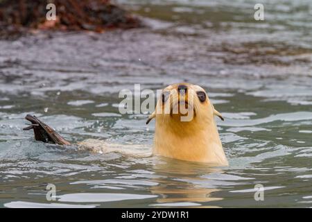 Leuzistik durch Mangel an Melanin oder blonden antarktischen Robbenjungen (Arctocephalus gazella) in Südgeorgien, Polarregionen Stockfoto