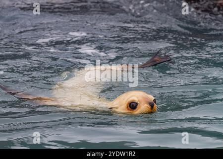 Leuzistik durch Mangel an Melanin oder blonden antarktischen Robbenjungen (Arctocephalus gazella) in Südgeorgien, Polarregionen Stockfoto