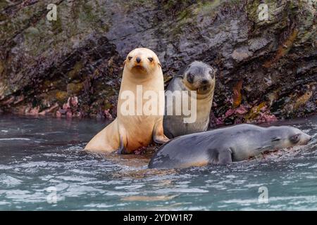 Leuzistik durch Mangel an Melanin oder blonden antarktischen Robbenjungen (Arctocephalus gazella) in Südgeorgien, Polarregionen Stockfoto