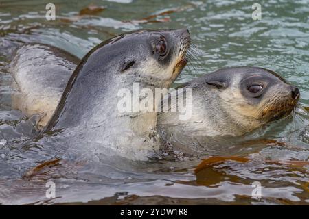 Antarktische Robbenjungen (Arctocephalus gazella) spielen in der Fortuna Bay in Südgeorgien, Südpolarregionen und Südpolarregionen Stockfoto