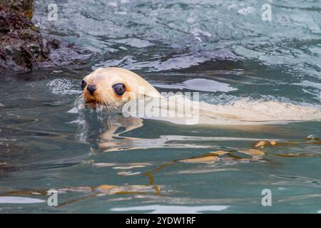 Leuzistik durch Mangel an Melanin oder blonden antarktischen Robbenjungen (Arctocephalus gazella) in Südgeorgien, Polarregionen Stockfoto