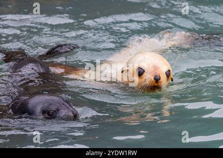 Leuzistik durch Mangel an Melanin oder blonden antarktischen Robbenjungen (Arctocephalus gazella) in Südgeorgien, Polarregionen Stockfoto