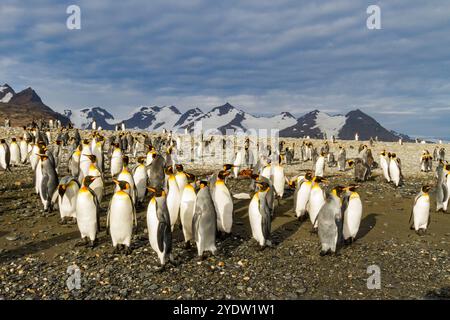 Königspinguine (Aptenodytes patagonicus) am Strand in der Brutkolonie Salisbury Plain in der Bay of Isles, Südgeorgien Stockfoto