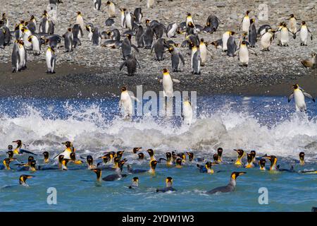 Königspinguin (Aptenodytes patagonicus), der vom Strand in der Salisbury Plain, Südgeorgien, Polarregionen, ins Meer gelangt Stockfoto