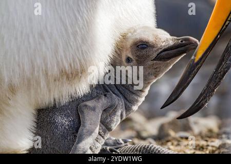 Königspinguin (Aptenodytes patagonicus) und Küken in der Brutkolonie Salisbury Plain, Südgeorgien, Polarregionen Stockfoto